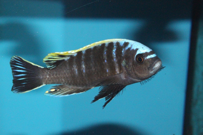 Cynotilapia aurifrons 'Nkhata Bay'